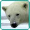 Polarbear